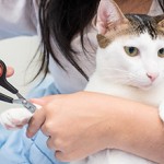 Сколько стоит подстричь когти кошке у ветеринара?
