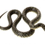 Сколько стоит королевская змея: разновидности и цены
