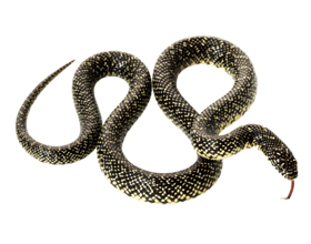 Сколько стоит королевская змея: разновидности и цены