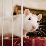 Сколько в среднем стоит содержать крысу?