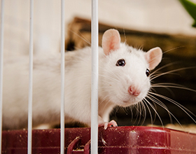 Сколько в среднем стоит содержать крысу?