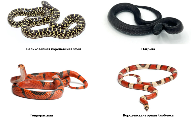 Некоторые виды королевских змей