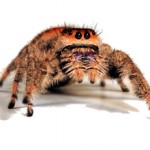 Сколько стоит королевский паук-скакун: виды скакунчиков и цены