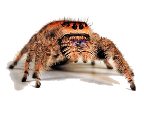 Сколько стоит королевский паук-скакун: виды скакунчиков и цены