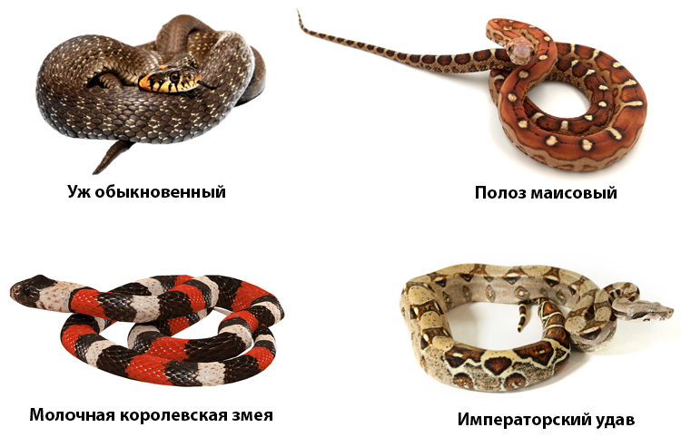 Некоторые популярные виды змей