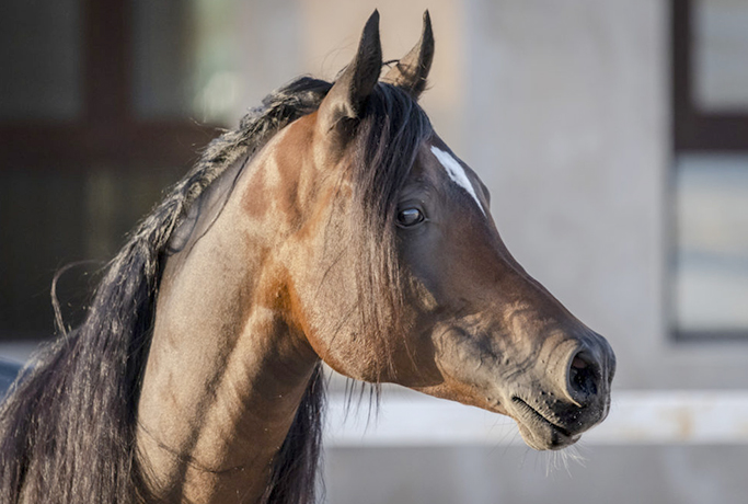 Красивый арабский конь