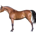 Сколько стоит лошадь породы Арабский скакун?
