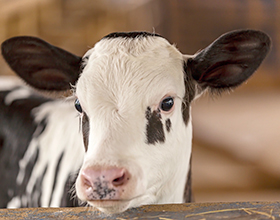 Сколько стоит искусственное осеменение коров и от чего зависит стоимость?