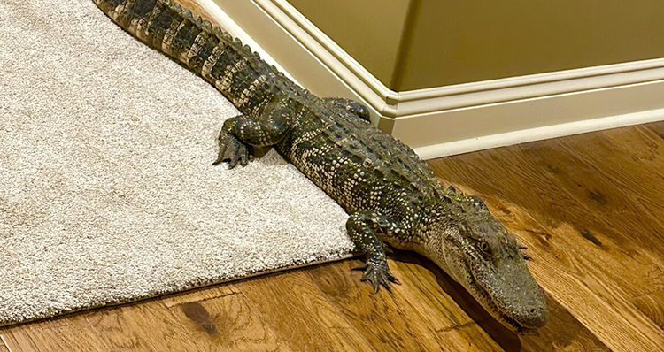 Крокодил в домашних условиях