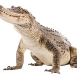 Сколько стоит настоящий живой крокодил?