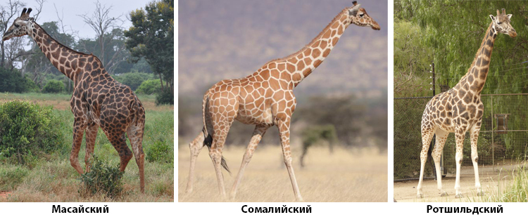 Популярные виды жирафов в России