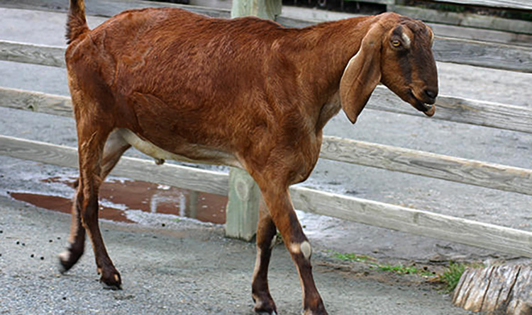 Коза нубийской породы