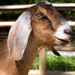 Сколько стоит коза нубийской породы?