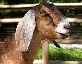 Сколько стоит коза нубийской породы?