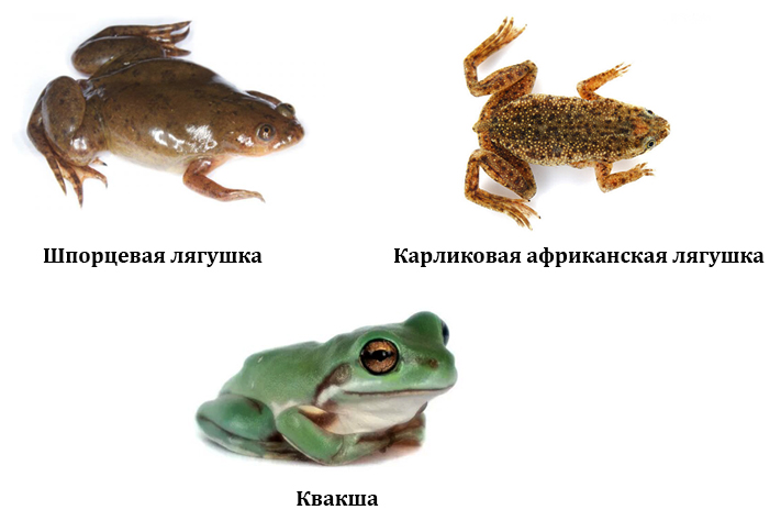 Разновидности домашних лягушек 1