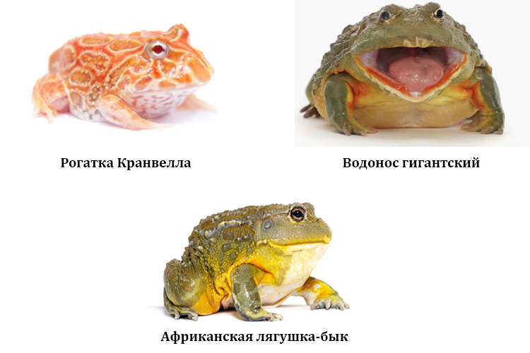 Разновидности домашних лягушек 2