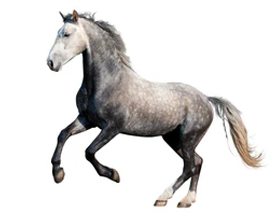 Сколько стоит лошадь породы Орловский рысак?
