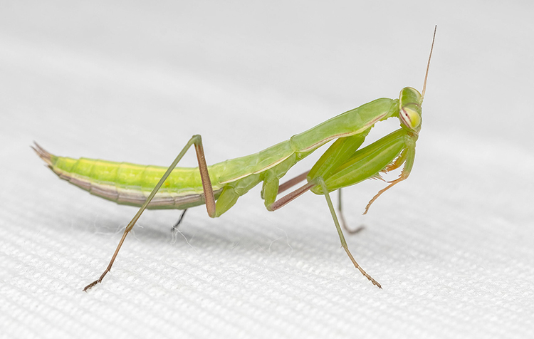 Mantis religiosa