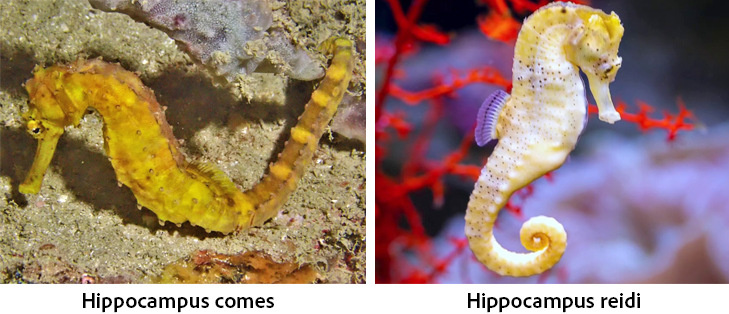 Hippocampus comes и Hippocampus reidi